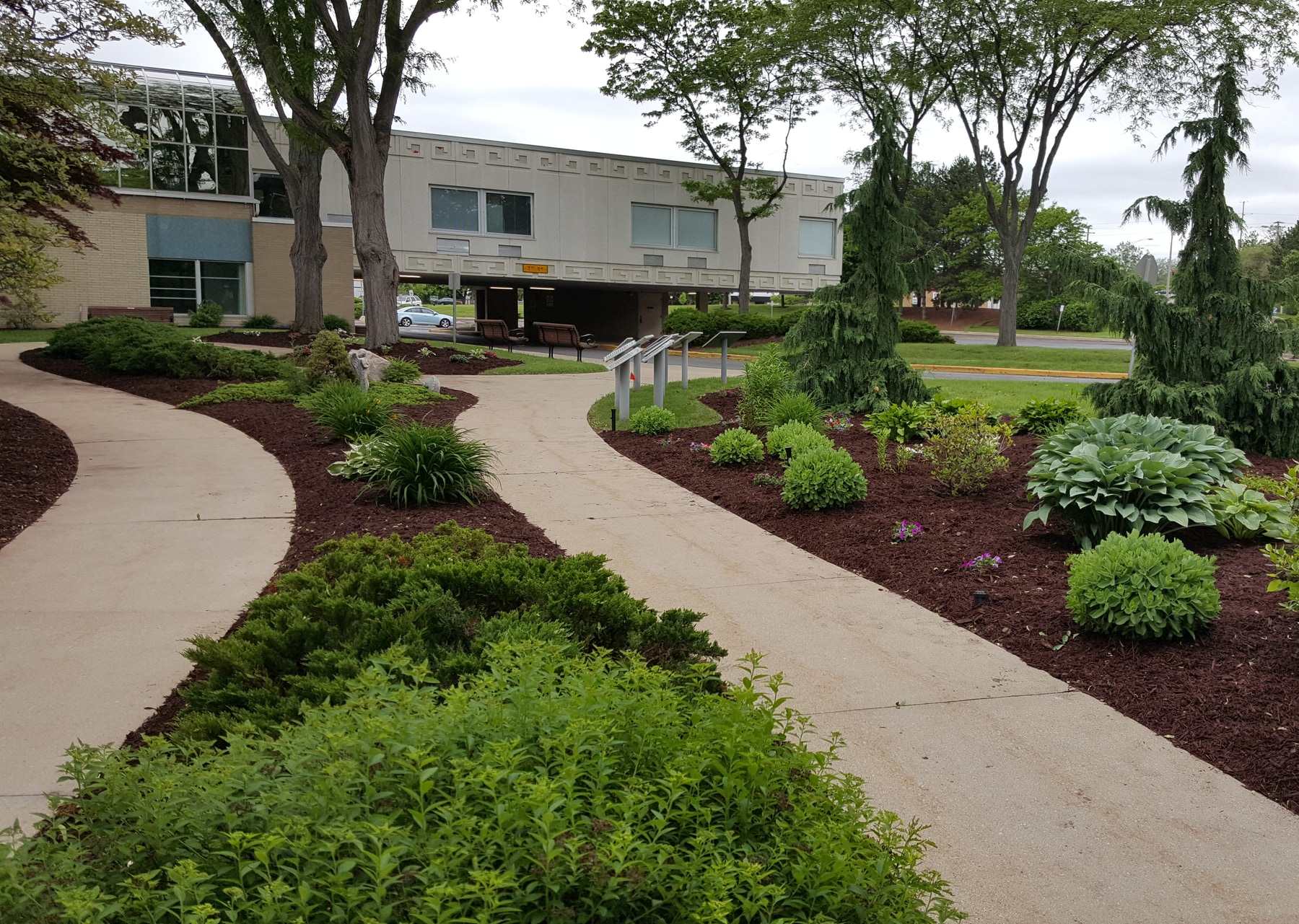 Fresh dark mulch beds with shrubs and hostas along curving walks at a commercial building